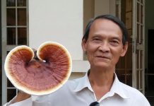 Còn thiếu con tem Linh chi!