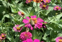 Khúc hát thanh bình ngày xuân