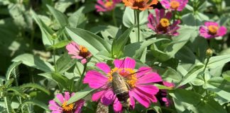 Khúc hát thanh bình ngày xuân