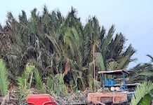 Du lịch Cần Đước sẽ phát triển mạnh hơn nữa!