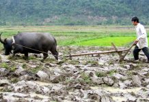 Quá trình khai phá vùng đất Phước Đông – Cần Đước (1)