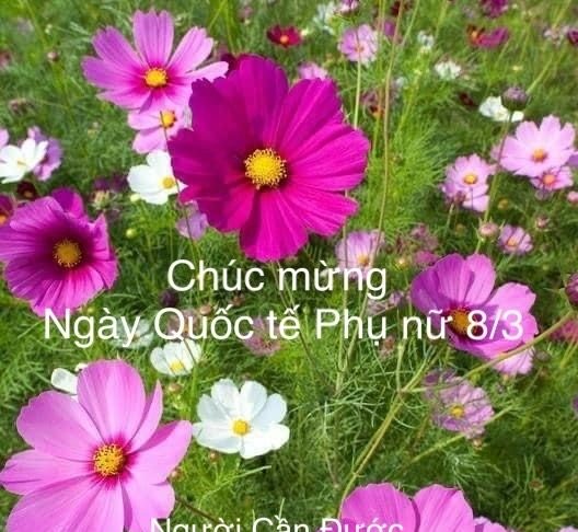 Chúc mừng Ngày Quốc tế Phụ nữ 8/3