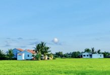 Cần Đước nhân rộng mô hình cánh đồng lúa lớn