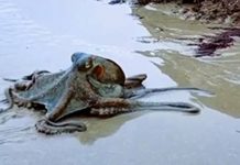 Chuyện Ma Da xứ Cần Đước