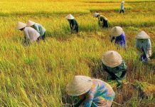 Chuyện Xóm Đáy Cần Đước: ngày xưa làm ruộng