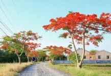 Rực rỡ đường hoa phượng vĩ ở vùng quê Cần Đước.