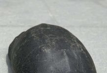 Cần Đước có thể nuôi con càng đước được không?