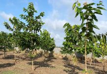 Cây Dầu phát triển trên đất Phước Đông, Cần Đước.