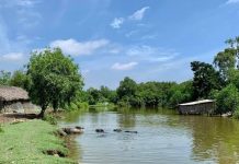 Phát triển du lịch sinh thái cù lao Long Hựu – Cần Đước, tại sao không?