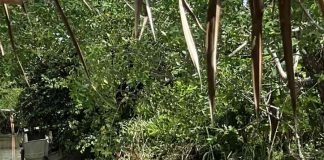 Chờ đợi tour du lịch sinh thái ở Cần Đước!