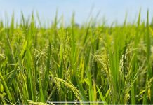 Góc thơ – Về quê