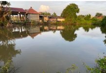 Ao Xoài Cần Đước – Xóm quê xưa