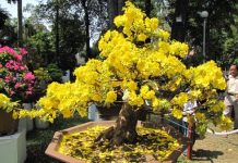 Thế giới thực vật qua thi ca Việt