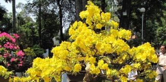 Thế giới thực vật qua thi ca Việt