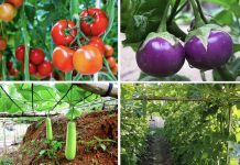 Vài loại rau trong nông thôn Việt