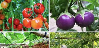 Vài loại rau trong nông thôn Việt