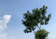 Dăm ba con chữ một thời trận mạc