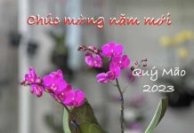 Ngày Xuân Xa Quê Hương