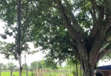 Du lịch Cần Đước, đôi điều