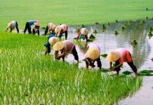 Góc thơ: Nhớ quê – Cần Đước