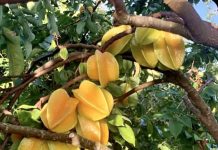 Cây khế đẹt sau hè!